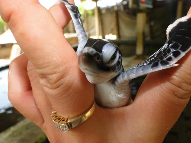 Galle One-Day Tour: Turtle Hatchery, Madu River Safari & Dutch Fort photo 3