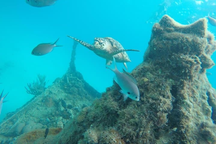Barbados Catamaran Turtle Swim & Snorkel Wrecks Lunch Cruise