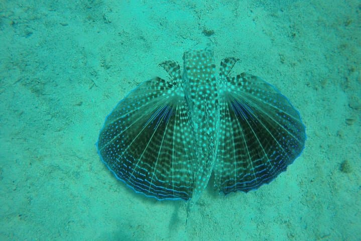 Barbados Catamaran Turtle Swim & Snorkel Wrecks Lunch Cruise photo 2