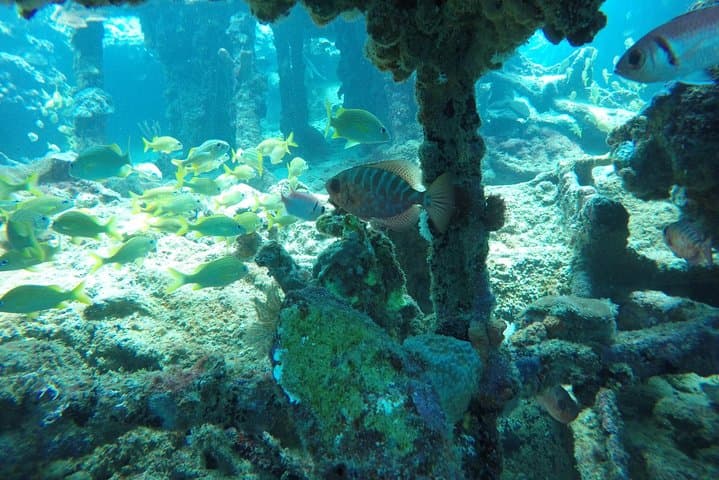 Barbados Catamaran Turtle Swim & Snorkel Wrecks Lunch Cruise photo 4