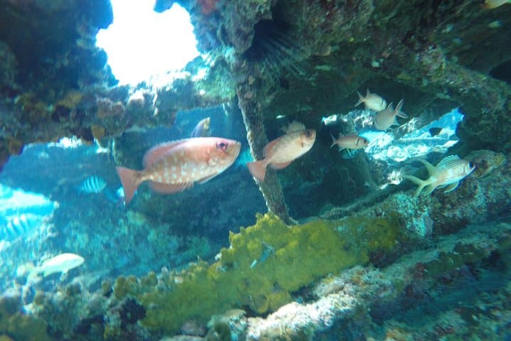 Barbados Catamaran Turtle Swim & Snorkel Wrecks Lunch Cruise photo 5