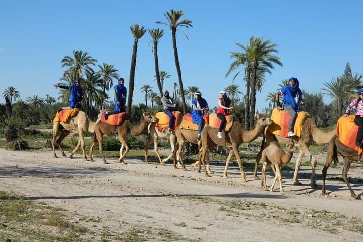 Palmeraie Camel Ride: Palm-Grove Caravan & Berber Tea Near Marrakech