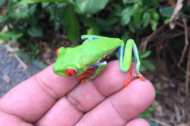 Rio Celeste Waterfall & Sloth Encounter Tour — Tenorio National Park Day Trip photo 2