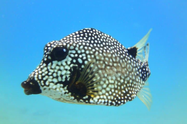Snorkel with Turtles in St. Thomas: Coral Reef & Shipwreck Tour photo 5