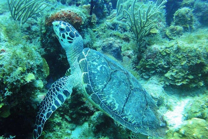 Two-Tank Certified Dives in St. Thomas: Reefs, Wrecks & Small-Group Boat Trips photo 3