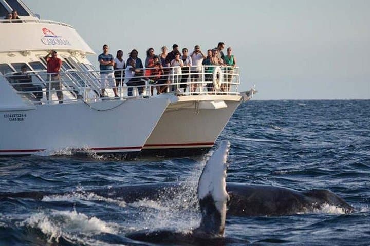 Whale Songs at Sunset: Zodiac Cruise in Los Cabos with Hydrophone photo 4