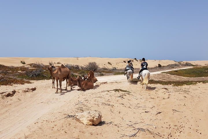 Horseback Riding on Essaouira Beach: 2-Hour Dunes, Forest & Atlantic Ride photo 3