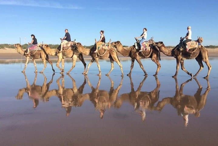 Essaouira Camel Ride & Beach Picnic: Forest Trails, Dunes, Atlantic Views photo 4