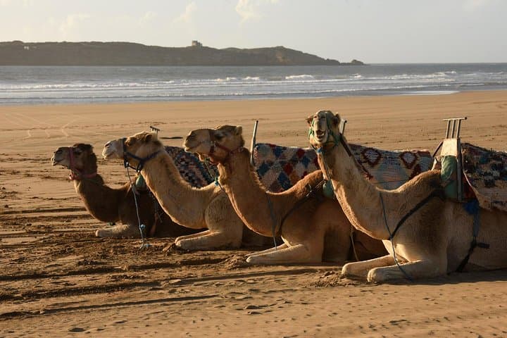 Essaouira Beach Camel Ride: 2-Hour Dunes, Forest & Atlantic Coast photo 4