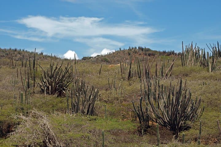 Arikok Adventurous Hiking Experience: Ranger-Led Trails in Aruba photo 6