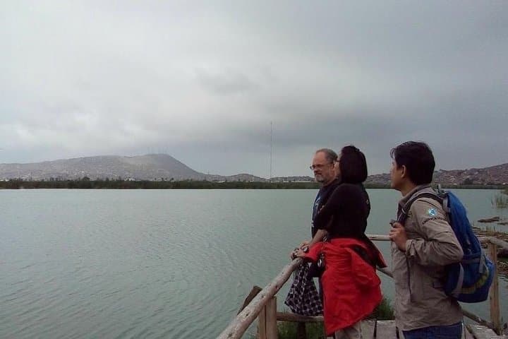 Pantanos de Villa Wildlife Refuge: Miraflores Birdwatching Tour in Lima photo 6