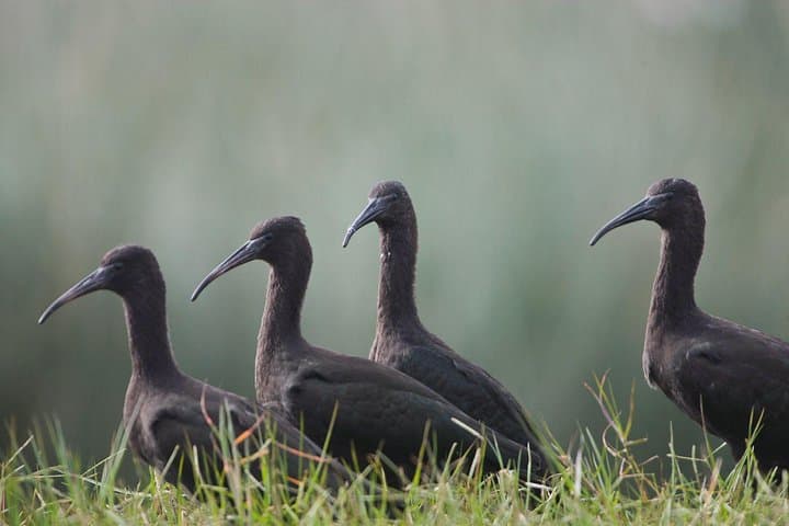 Pantanos de Villa Wildlife Refuge: Miraflores Birdwatching Tour in Lima photo 3