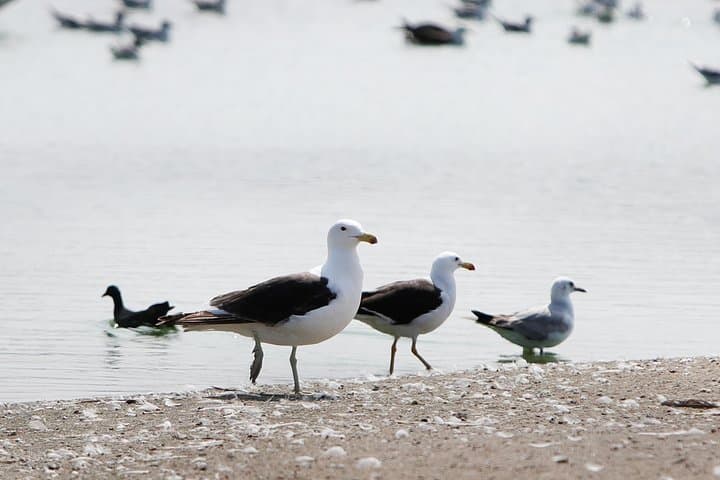 Pantanos de Villa Wildlife Refuge: Miraflores Birdwatching Tour in Lima photo 5