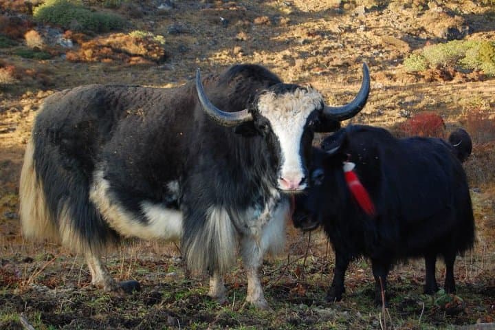 Druk Path Trek: 7-Night Bhutan Trekking Tour from Paro photo 6