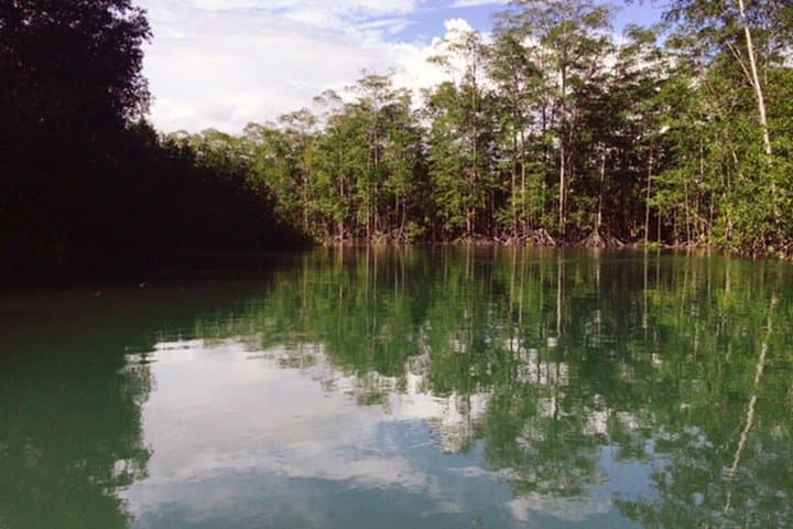 Isla Damas Monkey & Mangrove Boat Tour from Jacó — Wildlife Cruise and Photography Guide photo 4