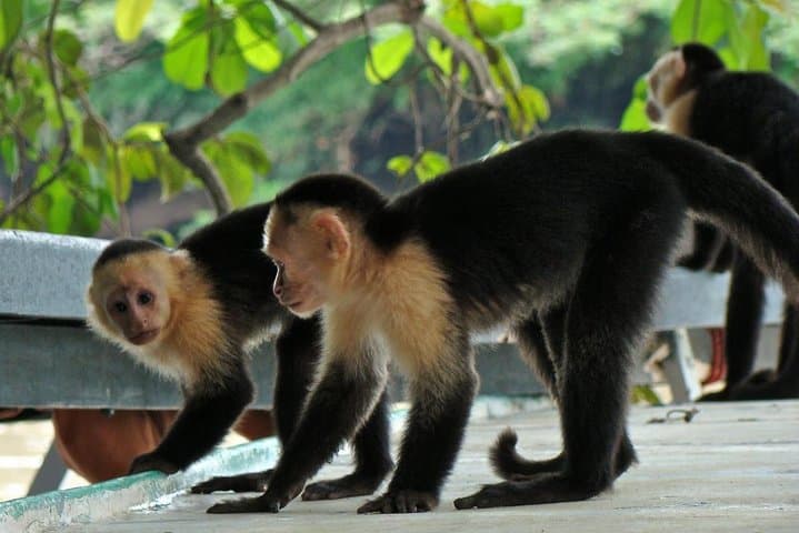 Jungle Cruise on the Tempisque River: Palo Verde Wildlife & Wetlands Experience
