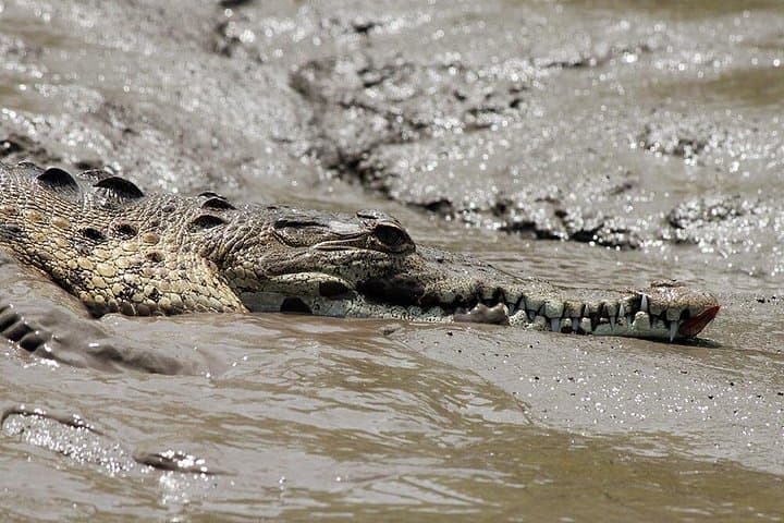 Jungle Cruise on the Tempisque River: Palo Verde Wildlife & Wetlands Experience photo 5