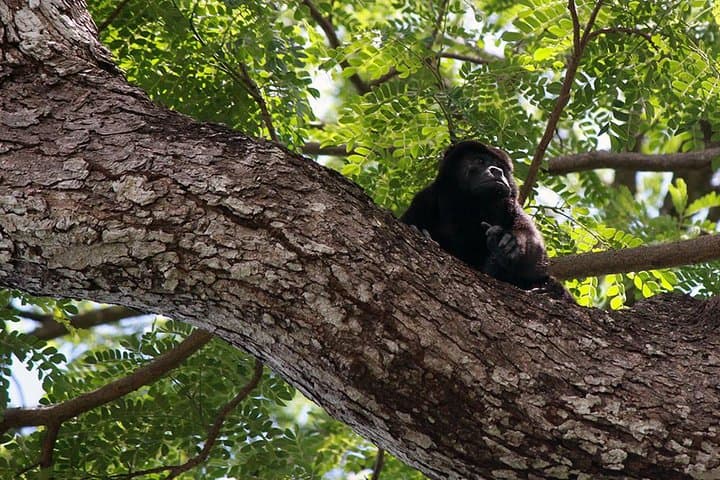 Jungle Cruise on the Tempisque River: Palo Verde Wildlife & Wetlands Experience photo 6