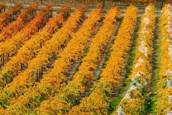 Classic Wanaka Wine Tour: Central Otago Boutique Vineyard Day Trip photo 4