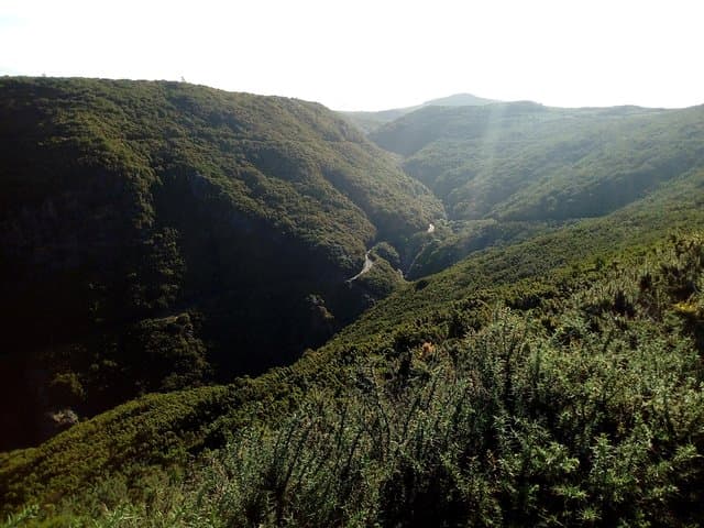 Levada do Alecrim Walk: Easy 8km Levada Hike from Funchal with Private Transfer photo 2