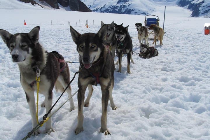 Alaska Thrills: Helicopter Glacier Landing and Dogsled Adventure from Juneau photo 5