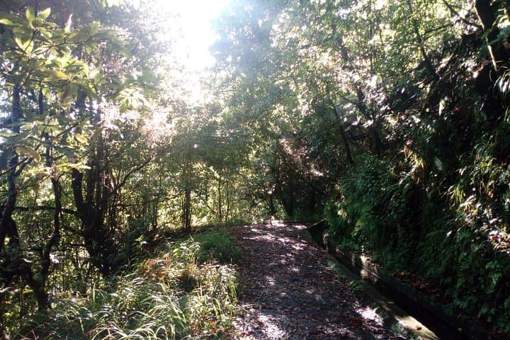 Levada do Rei Guided Hike: 10 km Through Madeira’s Laurisilva
