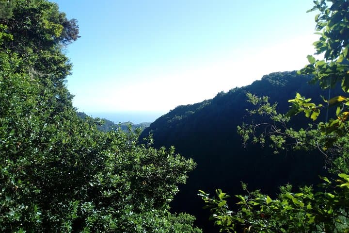 Levada do Rei Guided Hike: 10 km Through Madeira’s Laurisilva photo 2