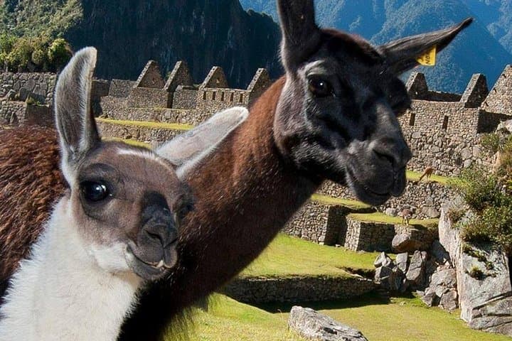Cusco to Machu Picchu Scenic Train & Guided Day Tour — Private Day Trip to Machu Picchu photo 1