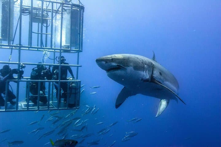 Garden Route Adventure from Cape Town: 5-Day Bungee, Cage-Dive & Zipline Outdoor Tour photo 4