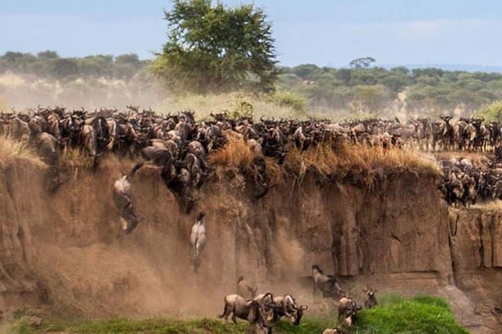 3-Day Maasai Mara Safari from Nairobi — Guided Budget Camp Adventure photo 3