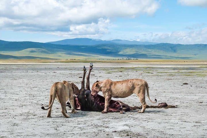 8-Day Kenya & Tanzania Private Lodging Safari: Masai Mara to Ngorongoro photo 4