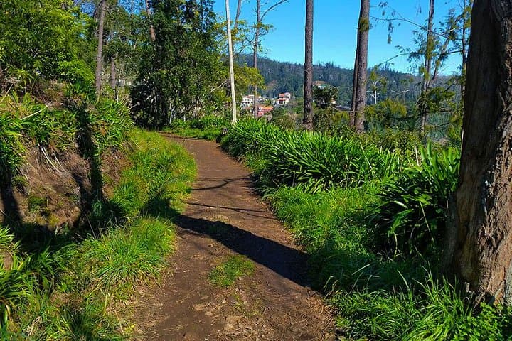 Paradise Valley Levada Walk: 5.5 km Madeira Highlands Hike photo 4
