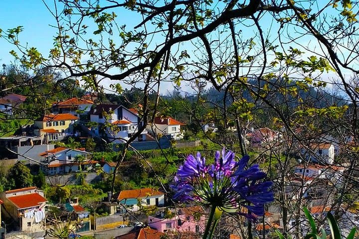 Paradise Valley Levada Walk: 5.5 km Madeira Highlands Hike photo 5