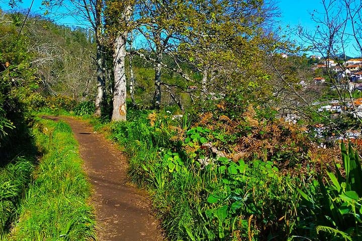 Paradise Valley Levada Walk: 5.5 km Madeira Highlands Hike photo 6