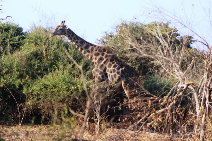 2-Day Camping Safari in Chobe National Park from Victoria Falls photo 6