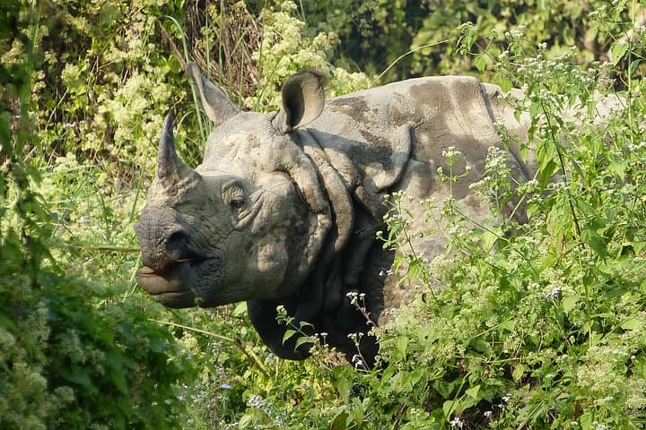 Kathmandu Chitwan Pokhara: 8-Day Culture and Wildlife Tour photo 2