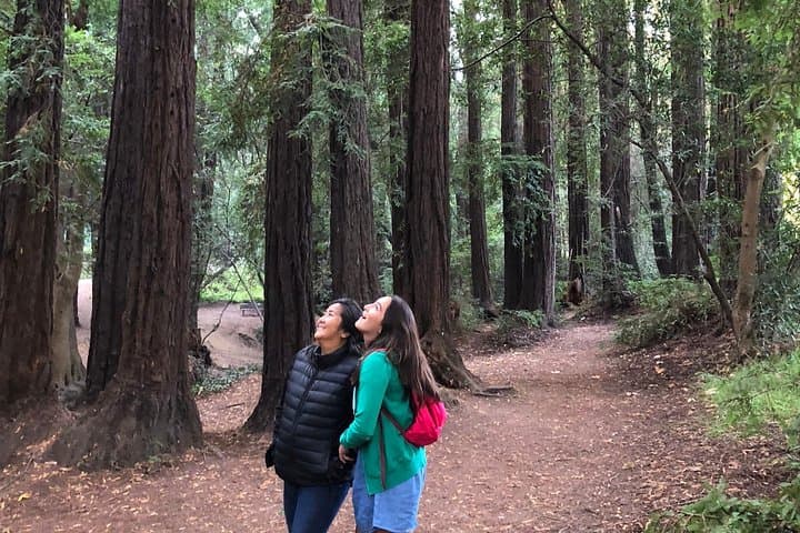 Walk Mill Valley Redwoods and Mt. Tamalpais: Guided 3–4 Hour Forest Walk photo 3
