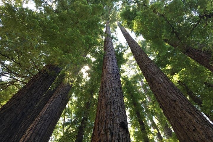 Walk Mill Valley Redwoods and Mt. Tamalpais: Guided 3–4 Hour Forest Walk photo 4