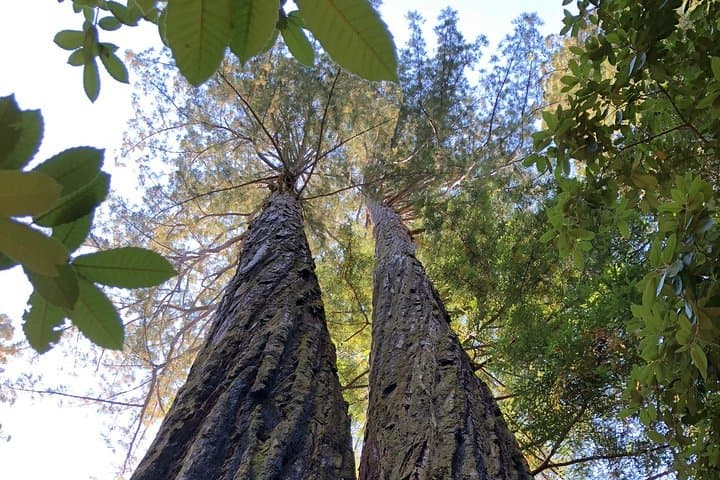 Walk Mill Valley Redwoods and Mt. Tamalpais: Guided 3–4 Hour Forest Walk photo 5