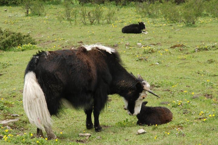 11-Day Bhutan Jomolhari Loop Trek to Jangothang Basecamp photo 5