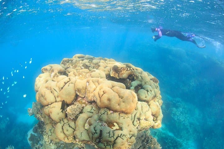 Ningaloo Reef: 2-Hour Coral Viewing and Snorkeling in Coral Bay photo 3