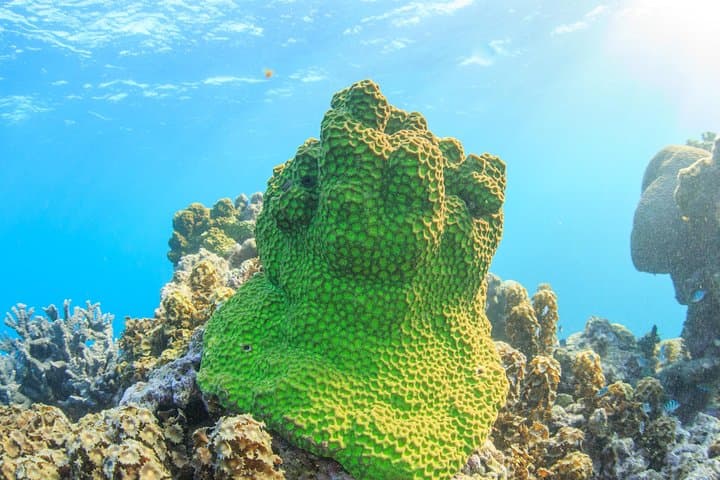Ningaloo Reef: 2-Hour Coral Viewing and Snorkeling in Coral Bay photo 4