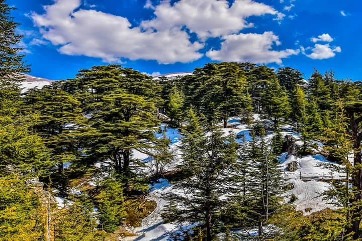 Hike the Shouf Cedars: Private Day Trip to Maaser el Shouf's Ancient Forest photo 5