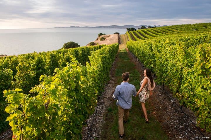 Marlborough Half-Day Wine Tour from Blenheim — Cellar Doors & Chocolate photo 3