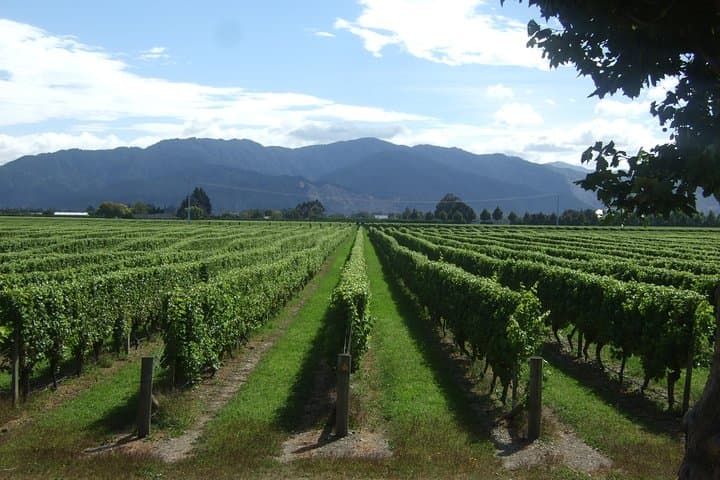 Marlborough Half-Day Wine Tour from Blenheim — Cellar Doors & Chocolate photo 4