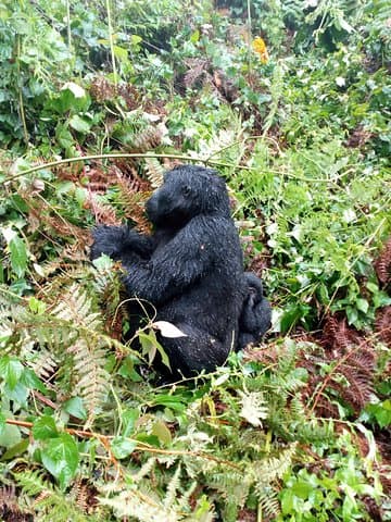 Gorilla Tracking and Maasai Mara Safaris: 8-Day Uganda–Kenya Wildlife Expedition photo 4