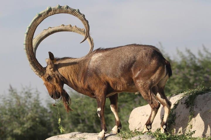 Explore Al Ain: Full-Day Private Tour to Jebel Hafeet, Hili Park & Oasis photo 6