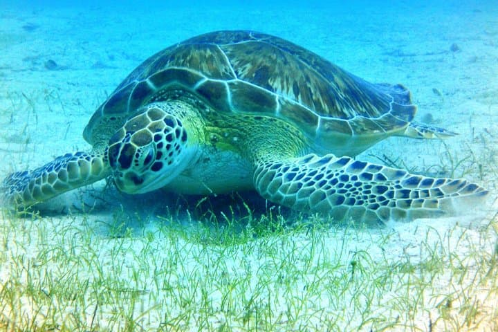 Snorkel with Turtles in St. Thomas: Coral Reef & Shipwreck Tour photo 3
