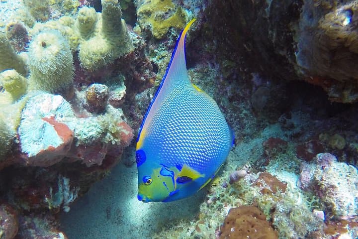 Snorkel with Turtles in St. Thomas: Coral Reef & Shipwreck Tour photo 6