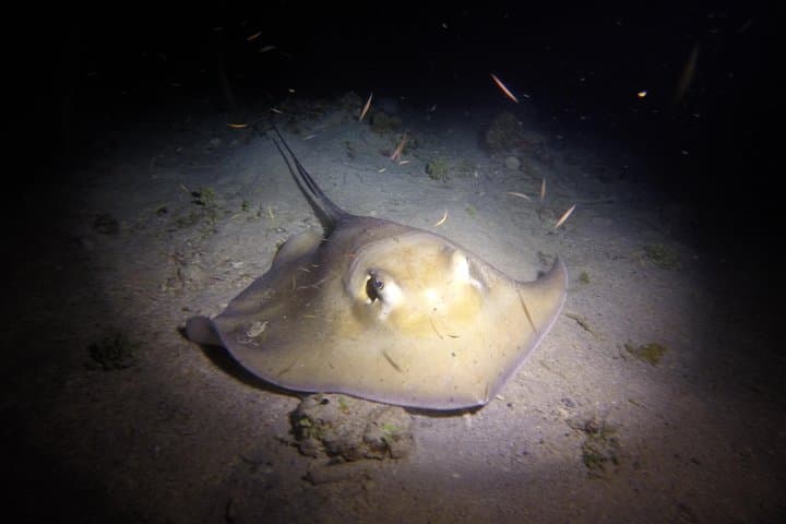 Sunset Night Dive in St. Thomas: Certified Diver Night Scuba Adventure photo 6